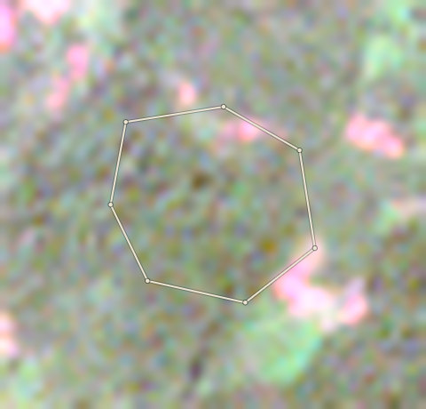 Plot CRS-AFI-0004: the 2020 photo
